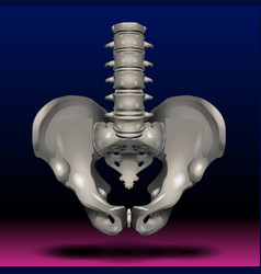 Male Pelvis