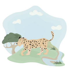 A Leopard