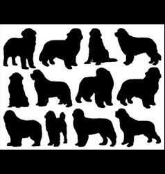 Newfoundland Dog Silhouette