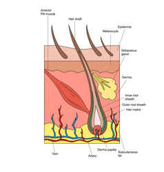 Structure Of Hair And Skin Diagram Medical Science