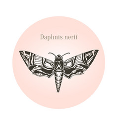 Oleander Hawk Moth Tattoo Art Daphnis Nerii