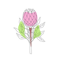 Protea Branch