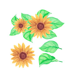 Hand Painted Sunflower On White Background