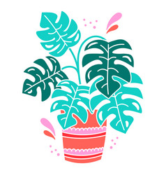 Monstera Plant In A Pot Semi Flat High Quality