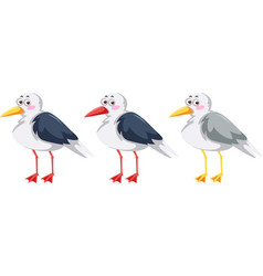 Three Seagull Birds In Cartoon Style