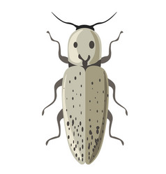 Bug Eastern Eyed Click Beetle Or Elater