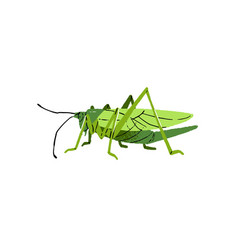 Grasshopper Hopper Bug Wild Cricket Green