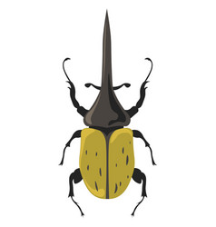 Bug Hercules Beetle Dynastes Insects Species