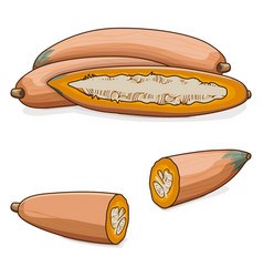 Copped Georgia Candy Roaster Squash Clipart