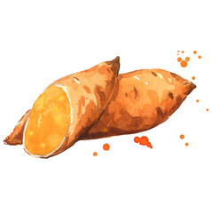 Sweet Potato Vegetable Watercolor