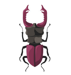 Bug Stag Beetle From Lucanidae Family