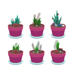 Cactuses Or Succulents In Pink Pots