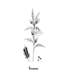 Hand Drawn Sesame Plant And Seed