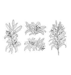 Lily Flower Line Art Botanical