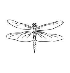 Dragonfly Black And White Sketch With Delicate