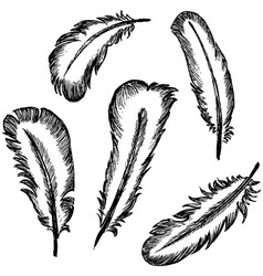 Feather set Royalty Free Vector Image - VectorStock
