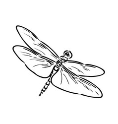 Dragonfly Black And White Sketch With Delicate