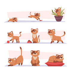 Growth Cat Kitten Playing Pets Stages Growing