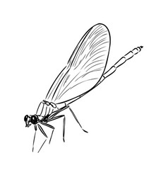 Dragonfly Black And White Sketch With Delicate