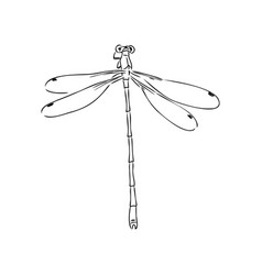 Dragonfly Black And White Sketch With Delicate