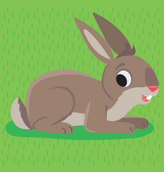 Rabbit Lies On A Grassy Meadow