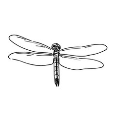 Dragonfly Black And White Sketch With Delicate