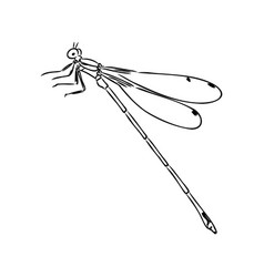 Dragonfly Black And White Sketch With Delicate