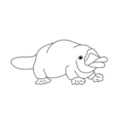 Platypus Animal Of Australia Coloring Page