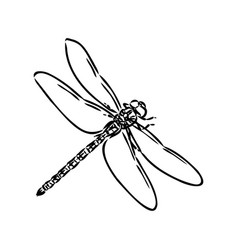 Dragonfly Black And White Sketch With Delicate