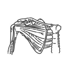 Shoulder Anatomy