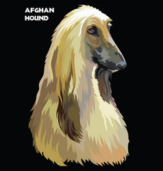 Afghan Hound Colorful Portrait