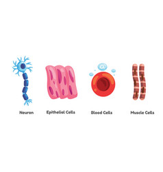 Human Somatic Cell Neurons Epithelial Blood