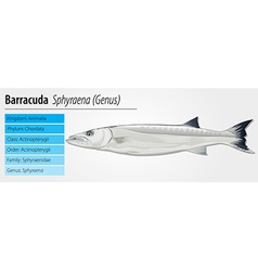 Barracuda - Sphyraena Genus