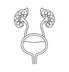 Diagrammatic Medical Of The Urinary Organs