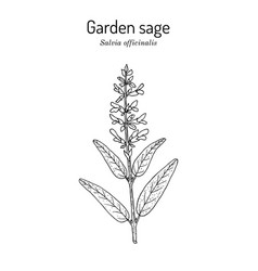 Garden Sage Salvia Officinalis Medicinal Plant