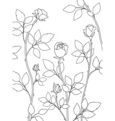 Beautiful Rose Vine Line Art Drawing On White