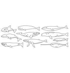 Sea Whale Outline Set Icon