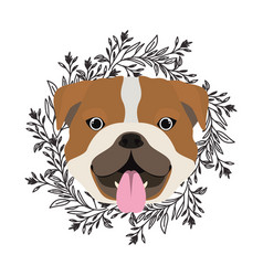 Head Cute Bulldog Ingles Dog On White