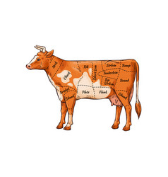 Cartoon Cow With Body Part Names For Meat Butcher