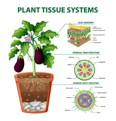 Diagram Showing Plant Tissue Systems