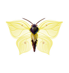 Yellow Butterfly With Open Wings Cartoon Art