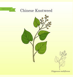 Chinese Knotweed Polygonum Multiflorum Fo-ti