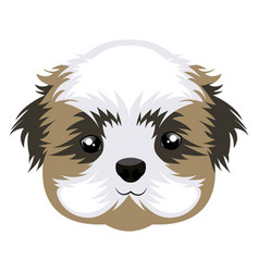 Shih Tzu On White Background