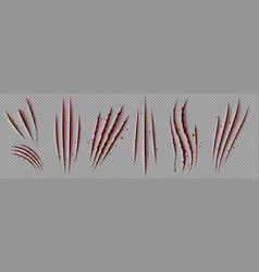 Blood Scratches Of Wild Animal Claws