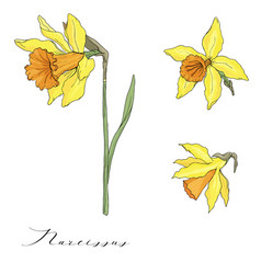 Hand Drawn Narcissus On White Background