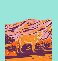 Coyote In Death Valley National Park