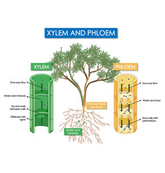 Diagram Showing Xylem And Phloem Plant