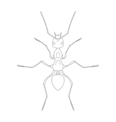 Formica Exsecta Sketch Of Ant Ant Isolated