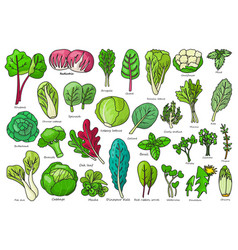 Vegetable Lettuce Color Icon