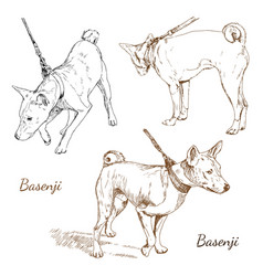 Basenji